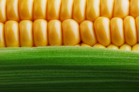 Corn grains in close-up closeup, rows of fresh and ripe yellow corn kernels, corn cob. Close-up...