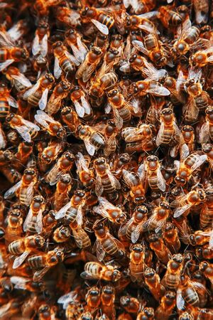 A swarm of bees on the hive. Many bees in the form of texture close-up. Macro, backgroundの写真素材