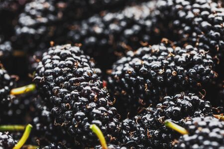 Ripe and fresh fruit of black mulberry, healthy food of juicy mulberry fruit. Close-up, the texture of the berries on the full frame. Macroの写真素材