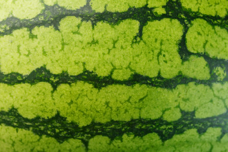 Striped peel of ripe watermelon. Watermelon peel ka background in full screenの写真素材