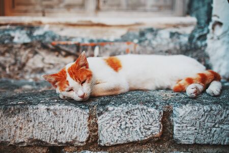 A white cat with orange spots sleeps on the stone threshold of an old house. Petsの写真素材