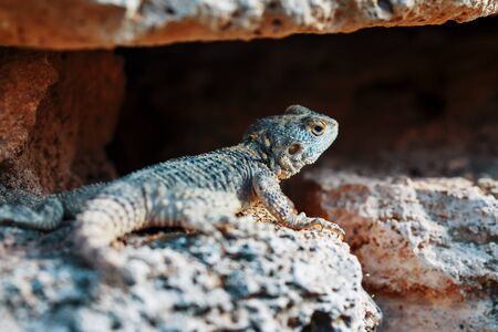 Stellion or agama-gardun is a species of agamidae lizards from the monotypic genus Stellagama. In a stone shelterの写真素材
