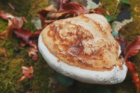 Big gray mushroom growing on a tree in the forest.