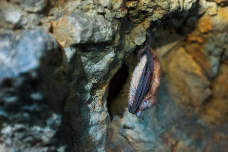 A brown bat hangs upside down in a cave. Night predators in the wild. Bat hangs upside down in a...