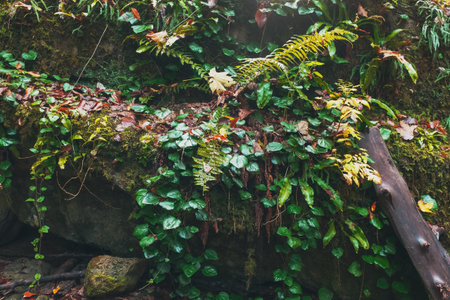 A large boulder covered with moss, fern and vines. Forest with high humidity. As backgroundの写真素材