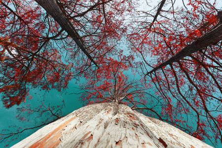 Cypress trees in autumn with red leaves against blue sky with sun rays. Majestic and Beautiful the trunks of cypress trees, view from below. Marsh cypresses, Sukko, Krasnodar region.の写真素材