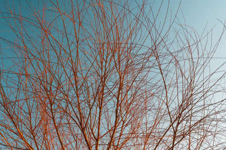 A tree without leaves on a background of blue sky at sunset. The concept of a bare lonely tree with branches directed to the skyの写真素材