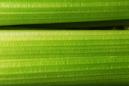 Fresh celery stalks close-up as a full-screen texture. The concept of healthy vegetarian food.の写真素材