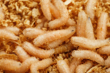 Many white blowfly larvae close-up as bait for fishing and medicine. Full screen background