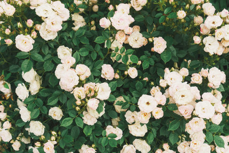 A bush with many small pink roses close-up in the garden. Pink rose bushes blooming on the road....