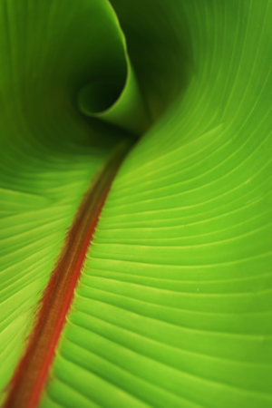 The texture of a tropical banana palm leaf with a sunny glow. Close-up, Abstract background