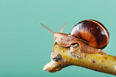 A large snail with horns and a brown shell crawls along a branch on a green background. The concept of overcoming complexityの写真素材