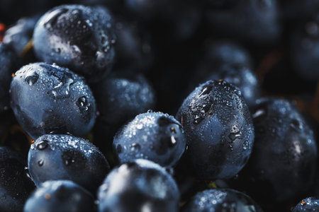 Ripe black grapes with water drops close-up on the fruits. Macroの写真素材