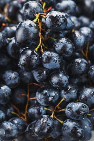 Juicy black grapes close-up as texture. Full screenの写真素材