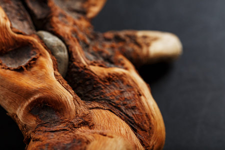 Natural Bonsai snag trunk close-up wood texture. Driftwood textureの写真素材