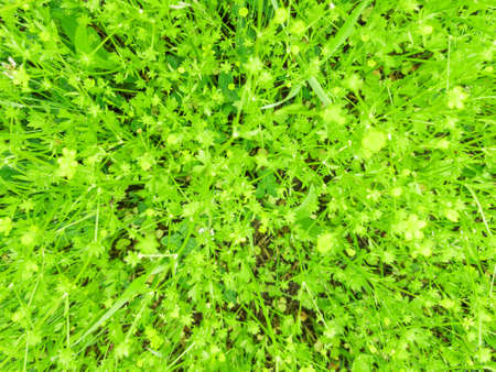 Fresh spring grass as a background withの写真素材