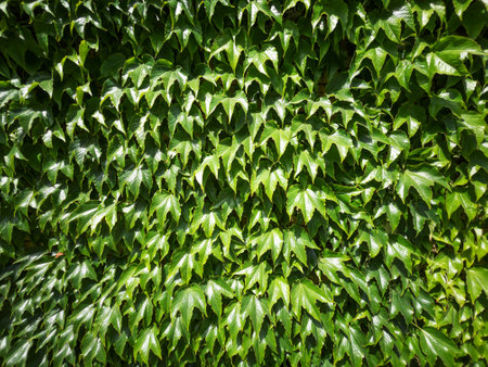 The green hedge is a solid seamless layerの写真素材