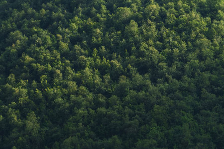 Full-screen green forest textureの写真素材