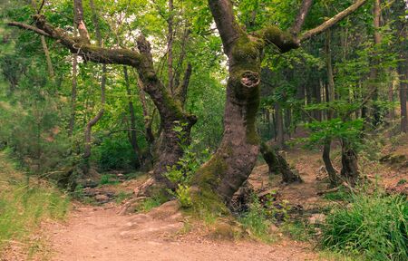 Mysterious forest pathの写真素材