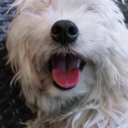 Little maltese puppy dog pantingの写真素材