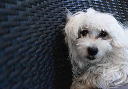 Beautiful maltese puppy dog posing like a modelの写真素材