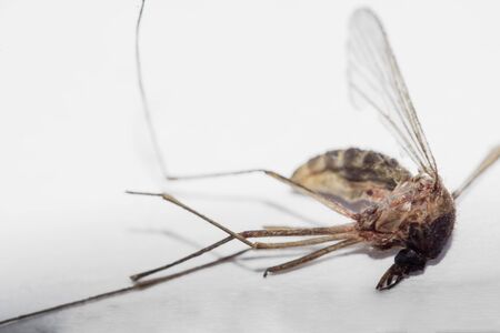 Isolated dead infectious mosquito, transmitting diseases. White background subject on focus.の写真素材
