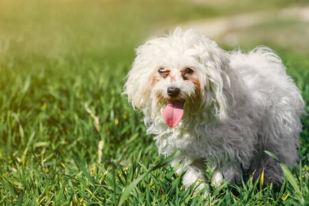 Cute Maltese puppy dog walking on the grass at a sunny dayの写真素材