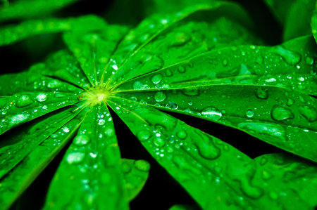 fresh green leaves with water drops after the rain