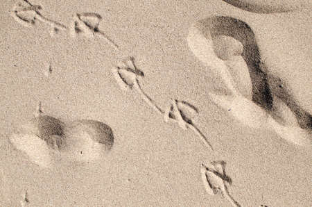 seagull and human footprints in the sand beachの写真素材
