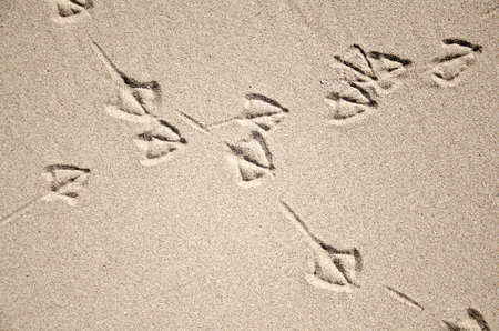 crossed seagull footprints in the sand beachの写真素材