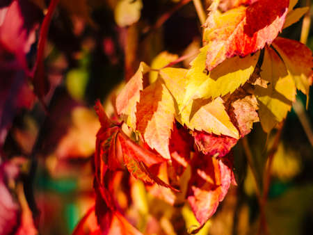 red autumn leaves with blurred backgroundの写真素材