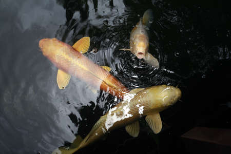 three koi fish swim in dark water. Koi Japaneses fish open mouth for foodの写真素材