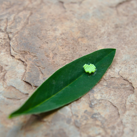 Caterpillar eggs on a leafの写真素材