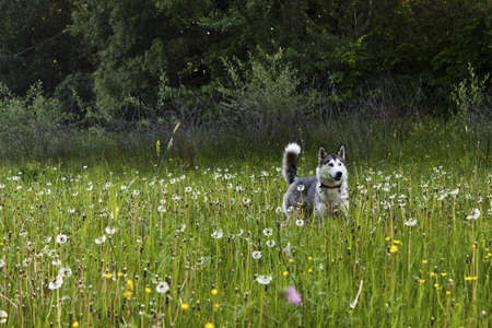 Huskies on the field of dandelionsの写真素材