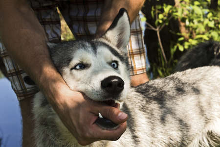 Huskies playfully biting the hand of his masterの写真素材