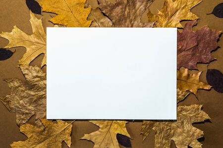 abstract autumn leaf background with place for your textの写真素材