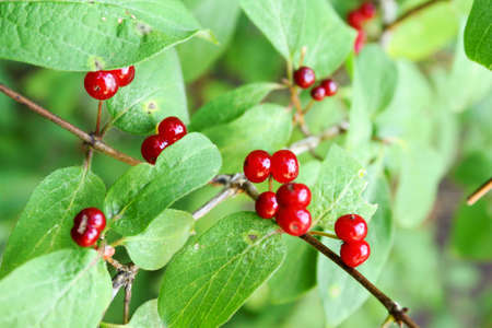 Red forrest fruits in natural state.の写真素材
