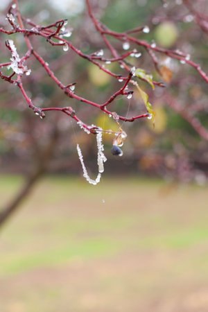 Tree branches with ice crystals close up