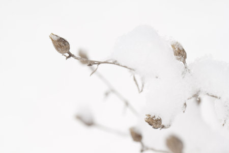 Branches covered with snow crystals. Macro shot.の写真素材