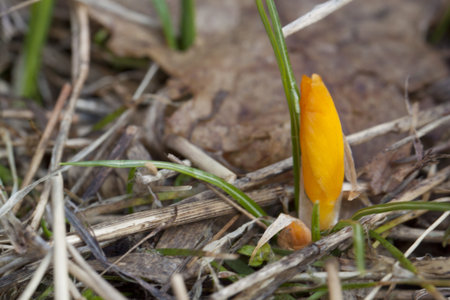 Single yellow crocus in forest. Spring shot.