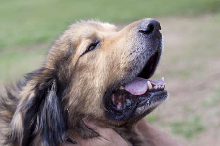 Big brown dog at outdoorの写真素材