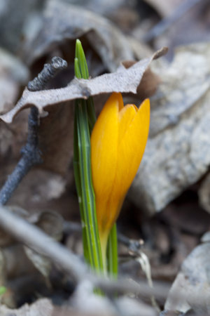Single yellow crocus in forest. Spring shot.の写真素材