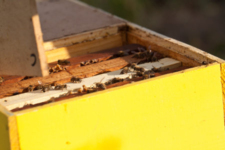 Beehive im rural environment. Late autumn shot.