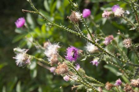 Bee on thistle. Late autumn shot.