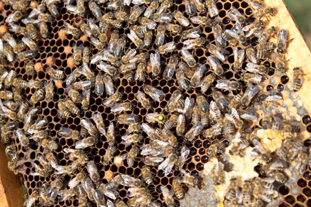 Bees on honeycomb.  Late autumn shot.