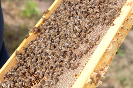 Bees on honeycomb.  Late autumn shot.