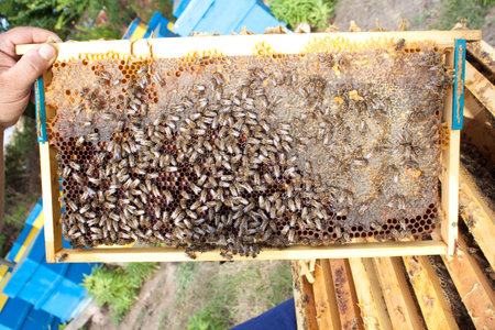 Bees on honeycomb.  Late autumn shot.