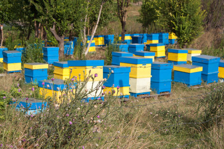 Beehive im rural environment. Late autumn shot.