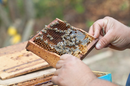 Bees on honeycomb.  Late autumn shot.