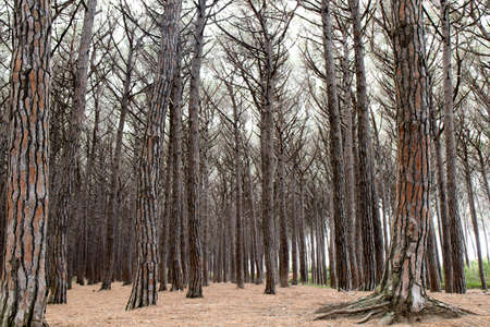 Forest of bare treesの写真素材